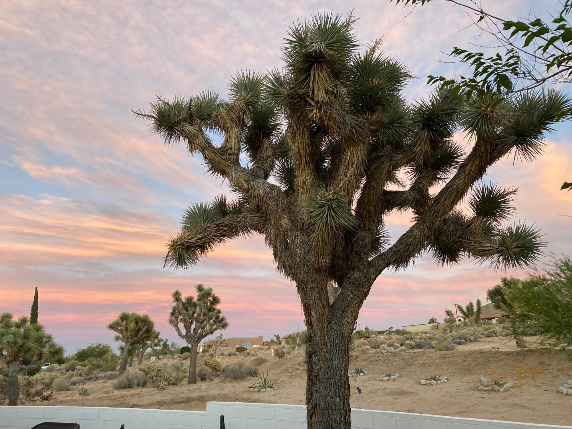Electroliquid'S Casa Pueblo Joshua Tree别墅 外观 照片